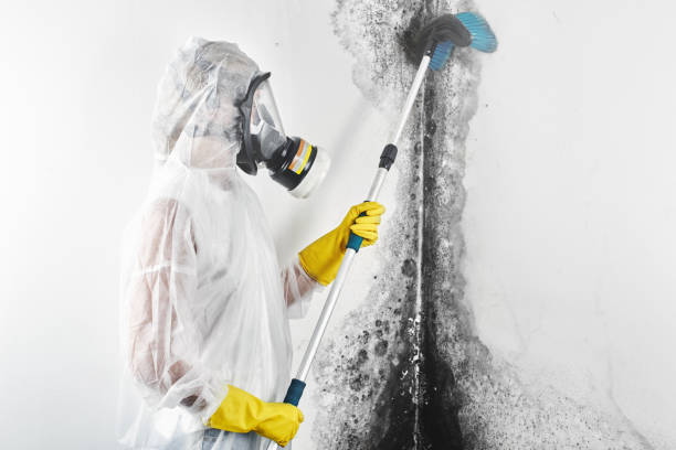 Best Attic Mold Removal  in Fort Bragg, CA